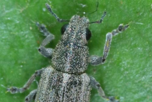 Sitona striatellus